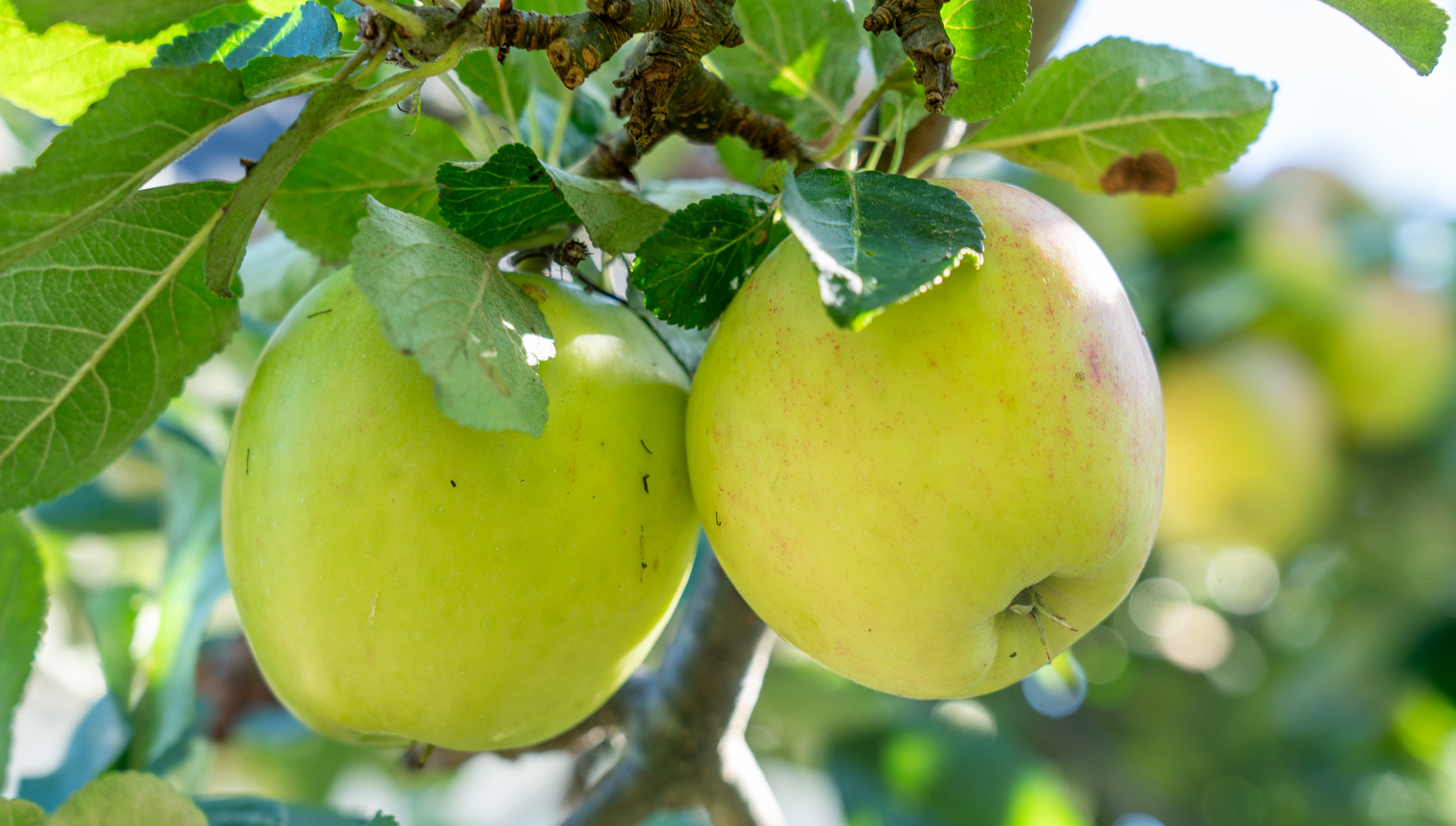 Närbild på två gröna äpplen som hänger från en kvist på ett träd.