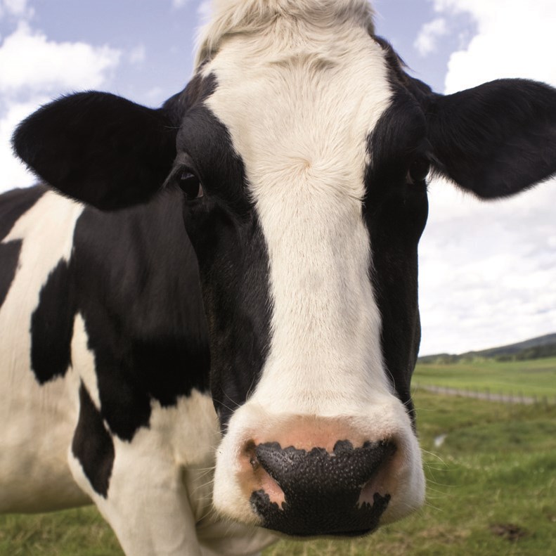 Ekologiska livsmedel och svenskproducerat kött. 